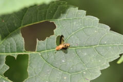 Toxonevra superba
