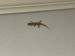 Hemidactylus parvimaculatus