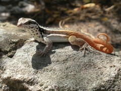 Leiocephalus lunatus