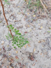 Phyllanthus macranthus macranthus