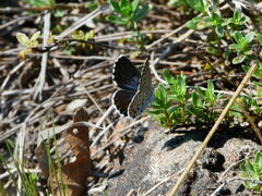 Pseudophilotes baton