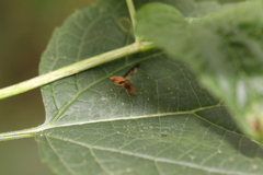Toxonevra superba