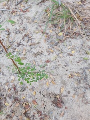 Phyllanthus macranthus macranthus