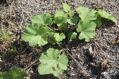 Alcea rugosa