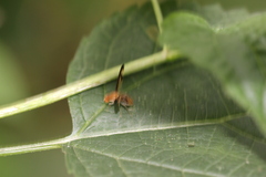 Toxonevra superba