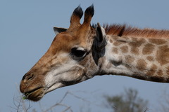 Giraffa camelopardalis giraffa
