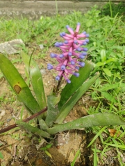 Aechmea gamosepala