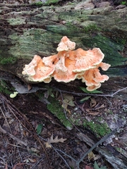 Laetiporus sulphureus
