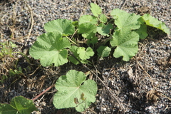 Alcea rugosa
