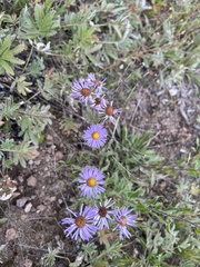 Erigeron speciosus