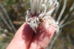Serruria reflexa