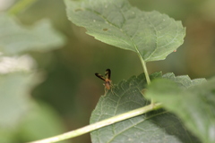 Toxonevra superba