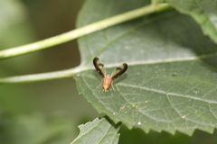 Toxonevra superba