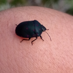 Pachycoris torridus