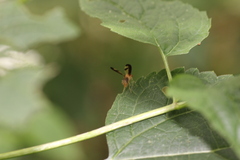 Toxonevra superba