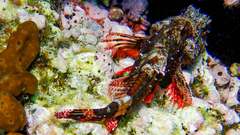 Scorpaena maderensis