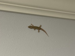 Hemidactylus parvimaculatus