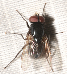 Hydrotaea