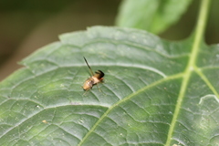 Toxonevra superba