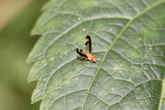 Toxonevra superba