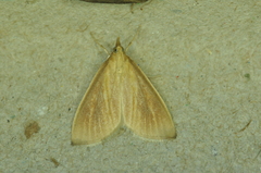 Nascia acutellus