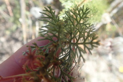 Serruria reflexa