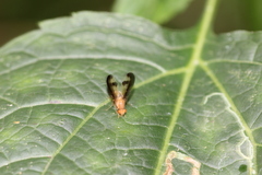 Toxonevra superba