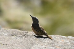 Geocolaptes olivaceus