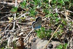 Pseudophilotes baton