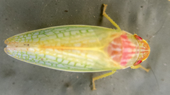 Gyponana octolineata