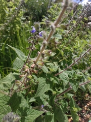 Salvia amarissima
