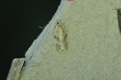 Archips semiferanus
