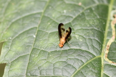 Toxonevra superba