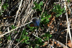 Pseudophilotes baton