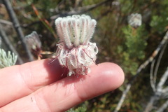 Serruria reflexa