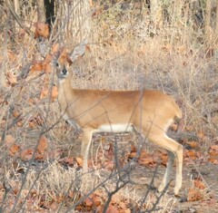 Raphicerus campestris campestris