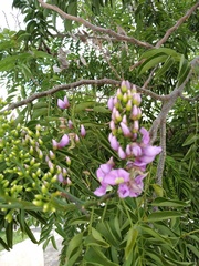 Lonchocarpus