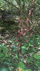 Astilbe