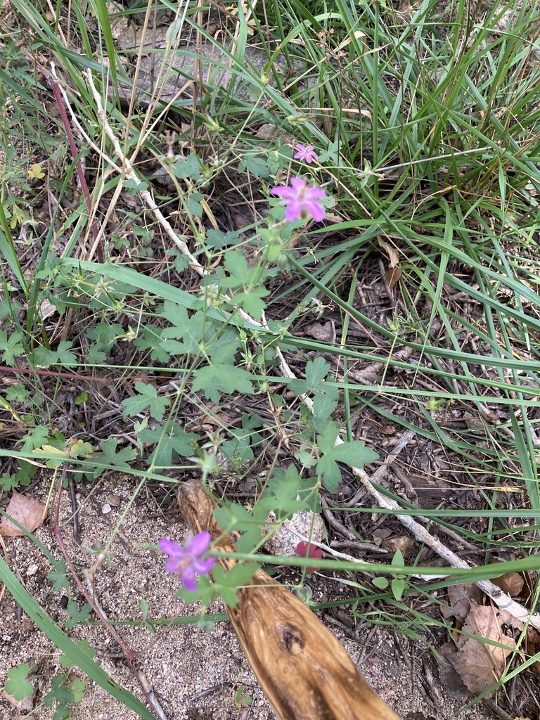 pinewoods geranium from E Granite Gardens Dr, Prescott, AZ, US on