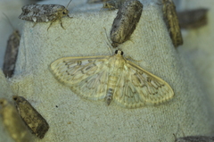 Herpetogramma aquilonalis