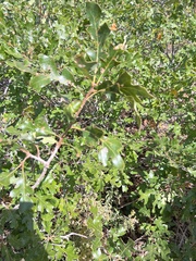 Quercus gambelii