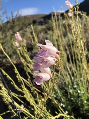 Penstemon palmeri
