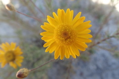 Leysera gnaphalodes