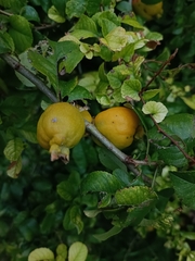 Chaenomeles