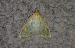 Hahncappsia pergilvalis