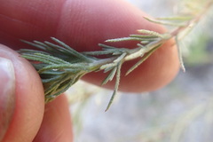 Leysera gnaphalodes