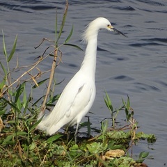 Egretta thula