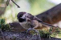 Poecile hudsonicus