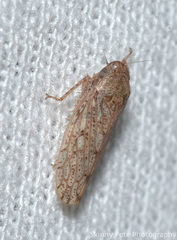 Curtara insularis