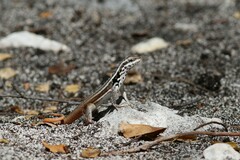 Leiocephalus lunatus